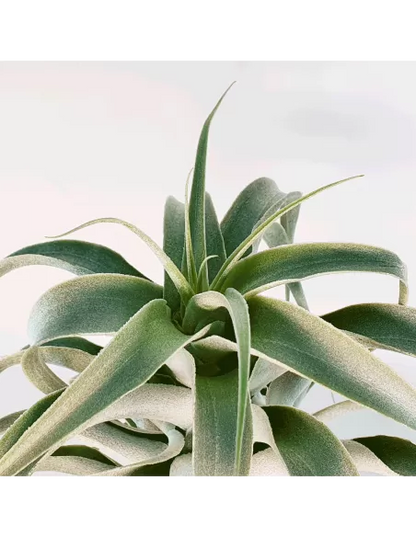 Tillandsia Cacticola Long Form Silver XL