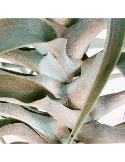 Tillandsia Cacticola Long Form Silver XL