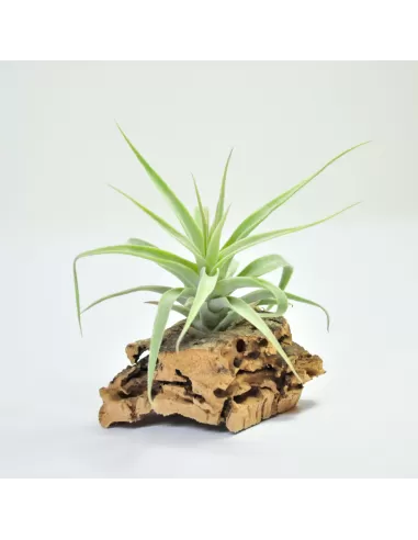 Tillandsia Cacticola