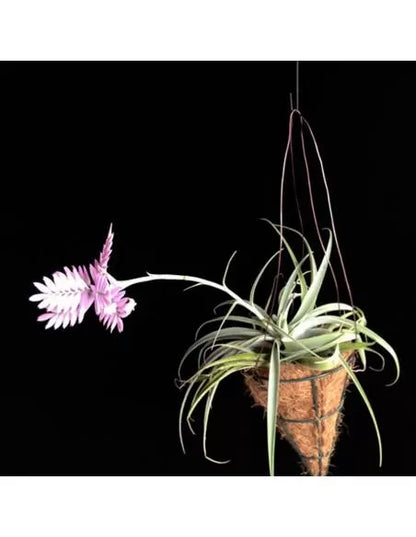 Tillandsia Cacticola