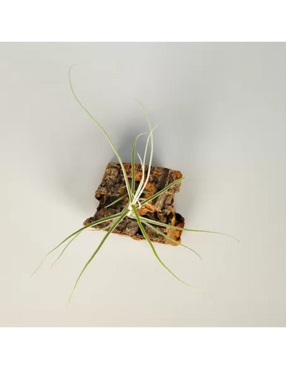 Tillandsia Caerulea Major
