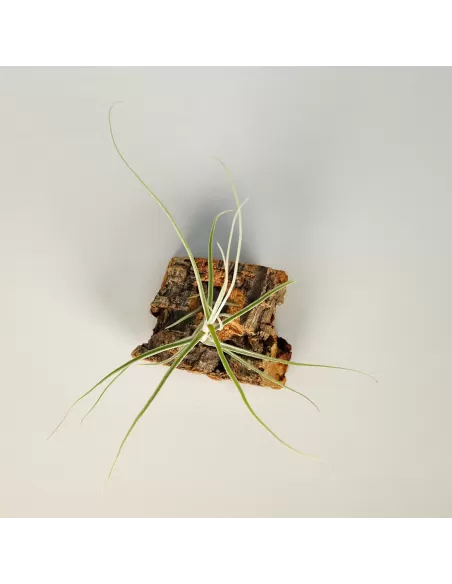 Tillandsia Caerulea Major