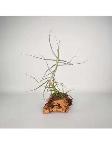 Tillandsia Caerulea
