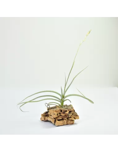 Tillandsia Caliginosa