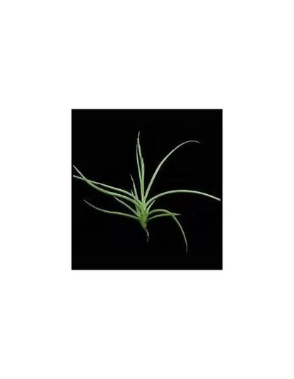 Tillandsia Caliginosa