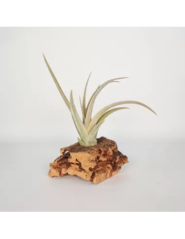 Tillandsia Candy Corn