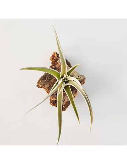 Tillandsia Candy Corn