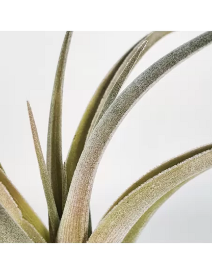 Tillandsia Candy Corn