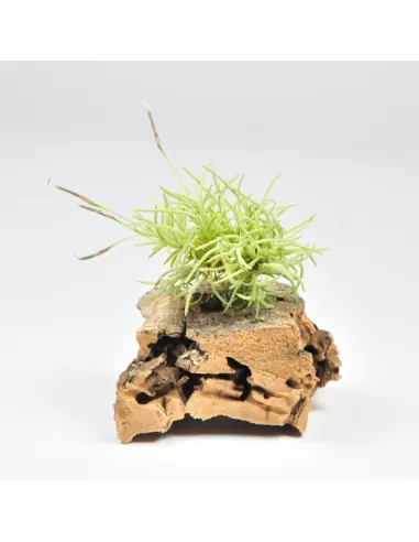 Tillandsia Capillaris Holgerii Pulk