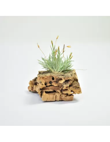 Tillandsia Capillaris Tipo 4 Clump