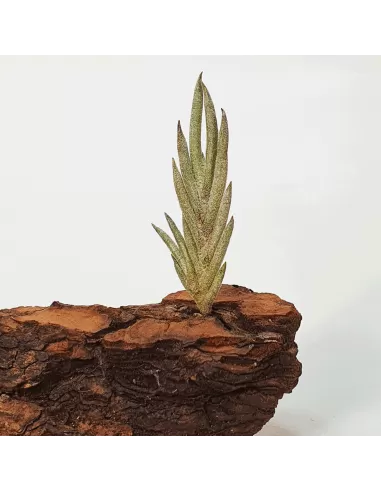 Tillandsia Capillaris Type 5