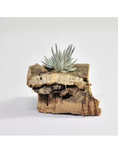 Tillandsia Capillaris Tipo 5 Clump