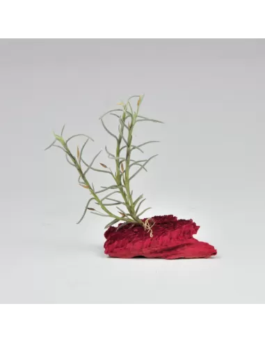 Tillandsia Capillaris Incana TIPO 3