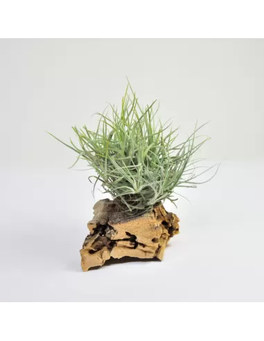 Tillandsia Capillaris Type 1 Clump
