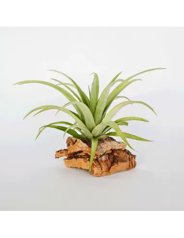 Tillandsia Capitata Duda