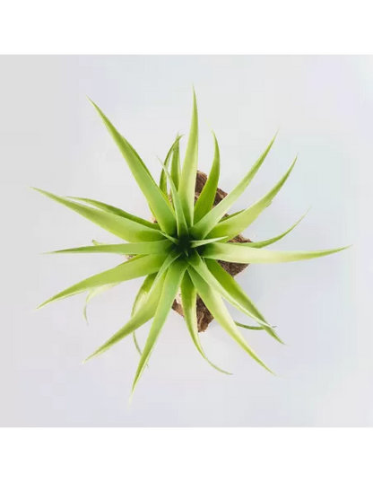 Tillandsia capitata 'Duda'