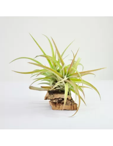 Tillandsia  Capitata peach Pulk