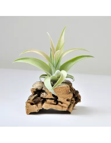 Tillandsia Capitata Peach