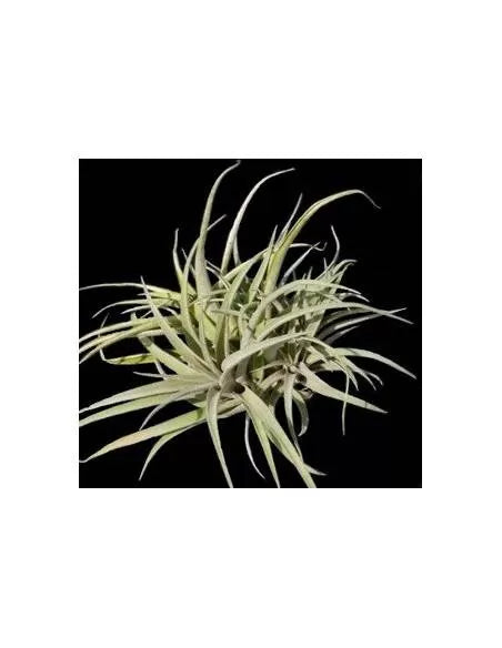 Tillandsia  Capitata peach Pulk