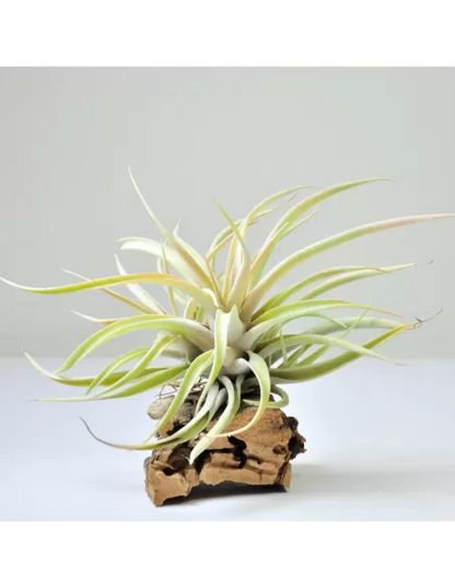 Tillandsia Capitata Peach