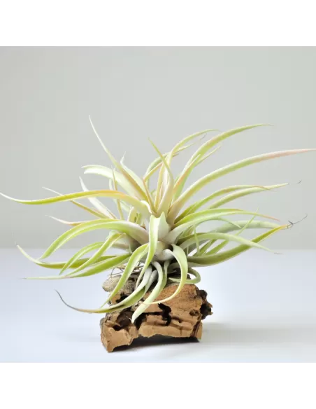 Tillandsia Capitata Peach
