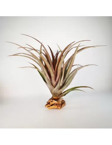 Tillandsia Capitata Red Star