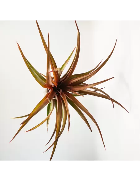 Tillandsia Capitata Red Star