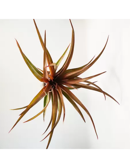 Tillandsia Capitata Red Star