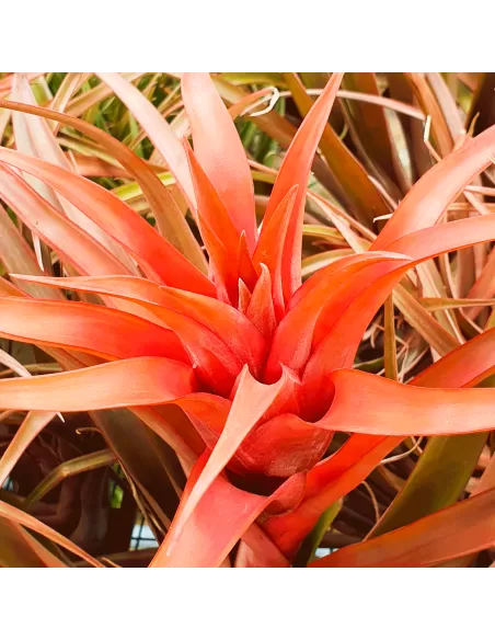 Tillandsia Capitata Red Star