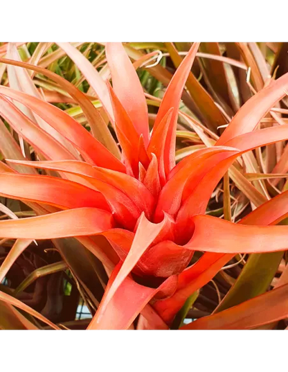 Tillandsia Capitata Red Star