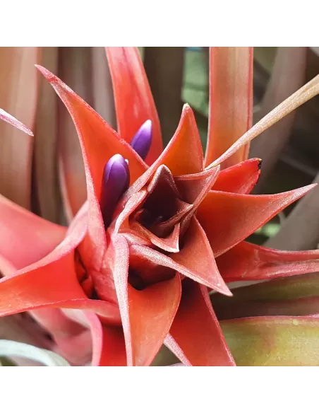 Tillandsia Capitata Red Star