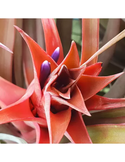 Tillandsia Capitata Red Star
