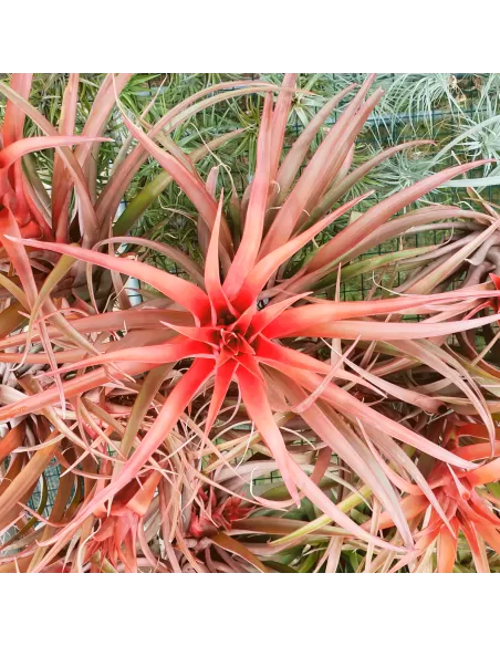 Tillandsia Capitata Red Star