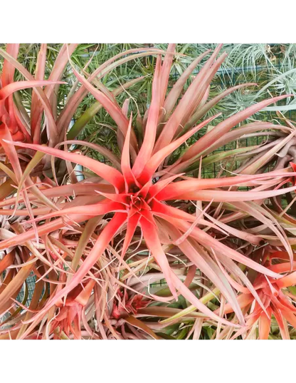 Tillandsia Capitata Red Star