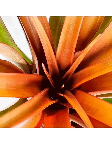 Tillandsia Capitata Red Star