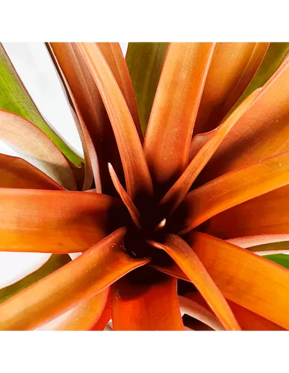 Tillandsia Capitata Red Star