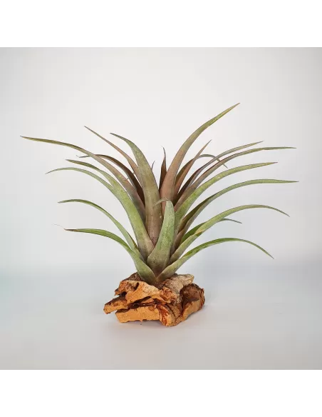 Tillandsia Capitata Red Star