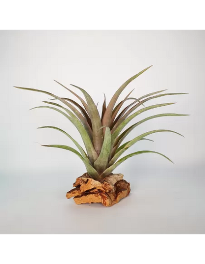 Tillandsia Capitata Red Star