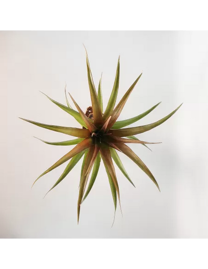Tillandsia Capitata Red Star