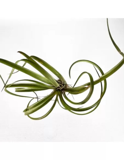 Tillandsia Capitata Temascal