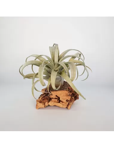 Tillandsia Capitata Yellow Star