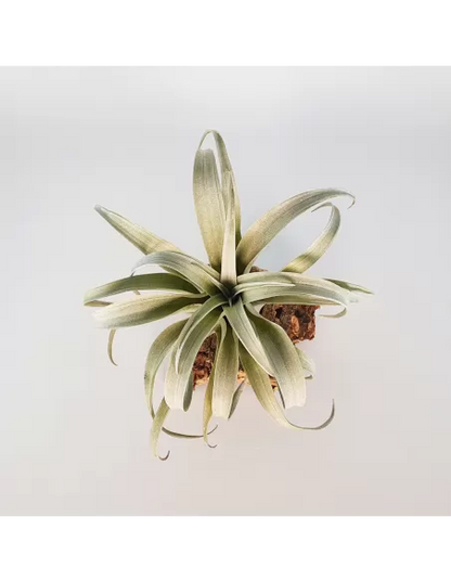 Tillandsia Capitata Yellow Star