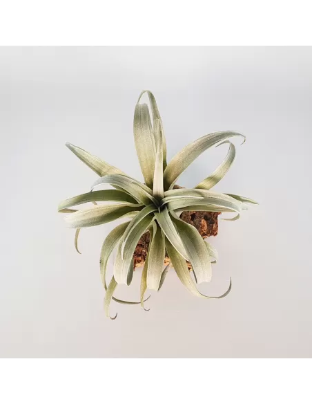 Tillandsia Capitata Yellow Star