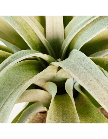 Tillandsia Capitata Yellow Star