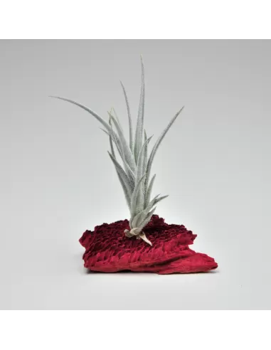 Tillandsia cardenasii