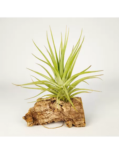 Tillandsia Carminea x Holm’s Twin Star