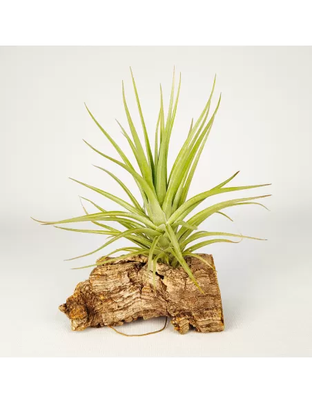 Tillandsia Carminea x Holm’s Twin Star
