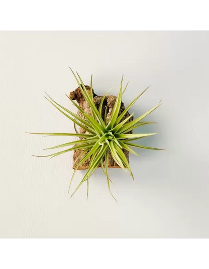 Tillandsia Carminea x Holm’s Twin Star