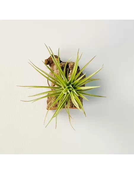 Tillandsia Carminea x Holm’s Twin Star