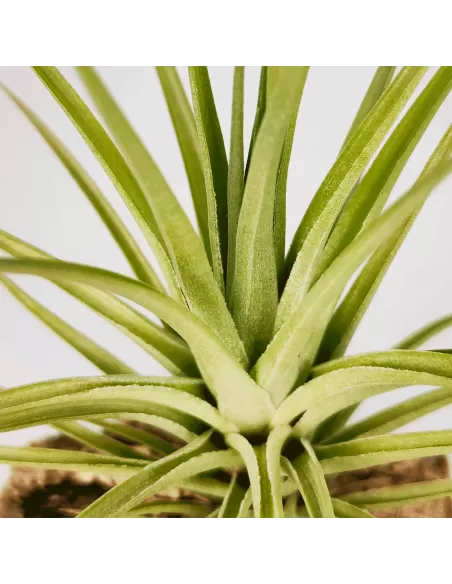 Tillandsia Carminea x Holm’s Twin Star